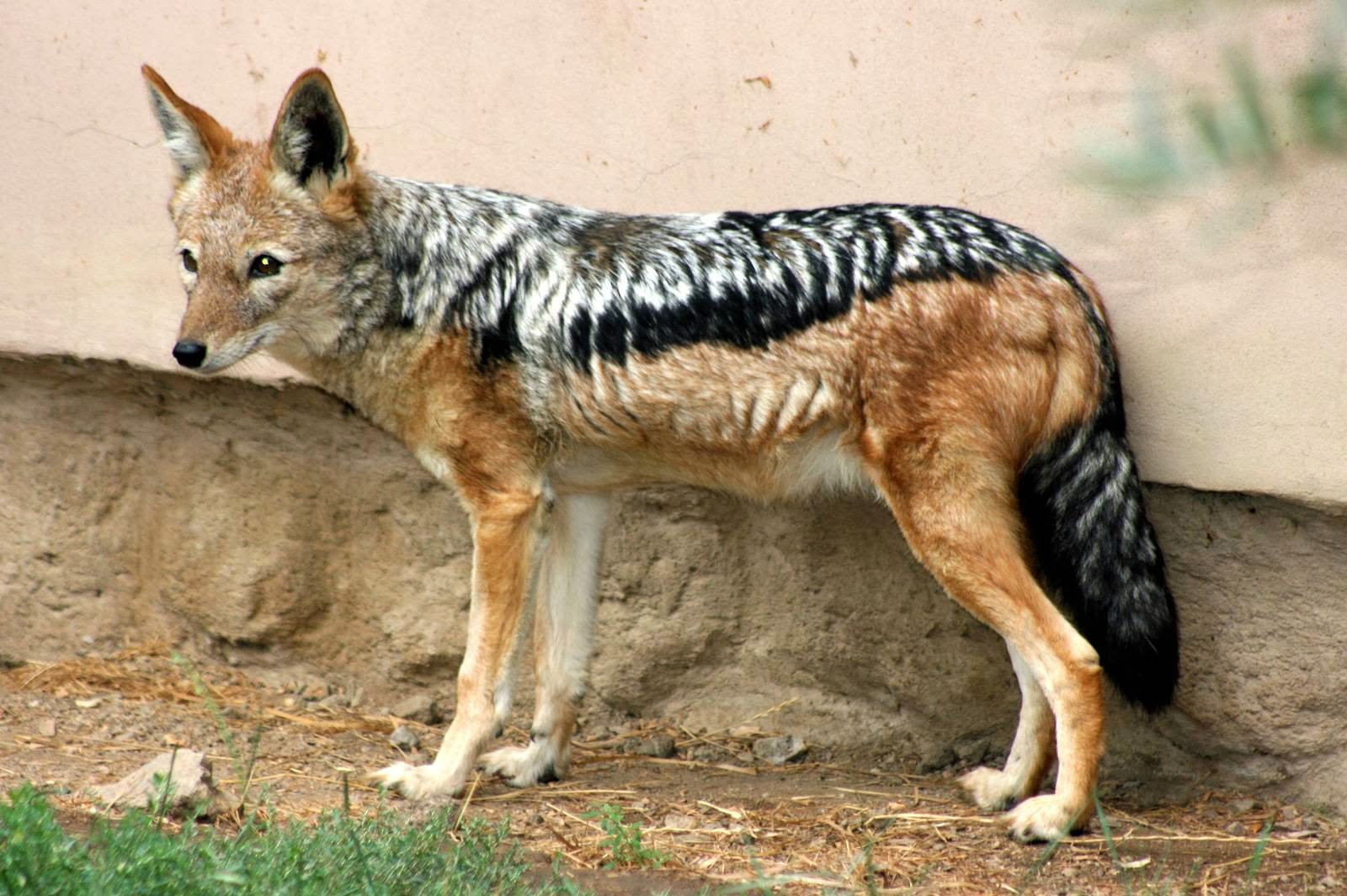 Canis simensis окрас